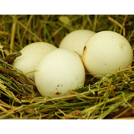 安安理想 农家散养土鸡蛋30枚