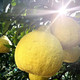 农家自产 真龙柚精品4个装（6kg±0.2kg/箱）来自赤水河谷的清甜