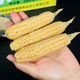 农家自产 西双版纳拇指小玉米 2KG礼盒装 包邮