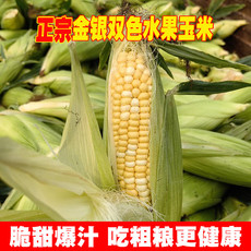 农家自产 云南保山新鲜水果玉米金银甜脆玉米现摘现发