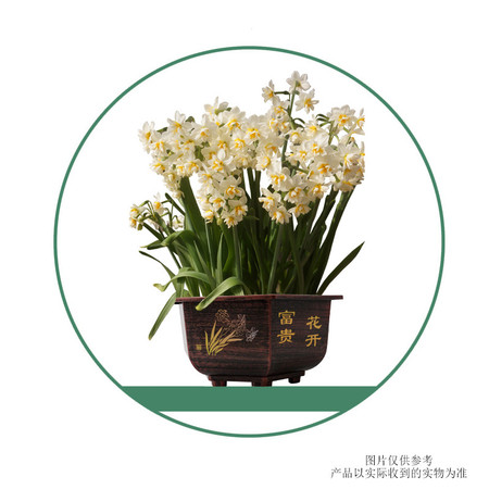 【邮乐漳州馆】漳州水仙花盆栽 复古红铜色六角盆图片