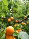 藏邮鲜 汶川香杏子     个大皮薄农家有机绿色种植
