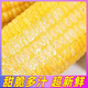 农家自产 【邮政助农】水果玉米 甜玉米大棒 开袋即食