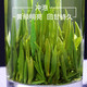 徽将军 【2021新茶直发】明前特级雀舌茶绿茶毛尖茶叶100g春茶嫩芽散装