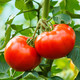 【平阳馆】普罗旺斯西红柿沙瓤水果当季蔬菜孕妇番茄新鲜现摘生 5斤包邮
