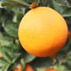 夷沃秭归脐橙纽荷尔 新鲜水果橙子  5斤