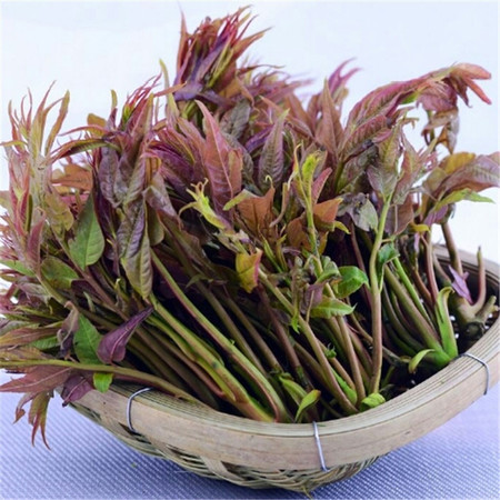 【农家自产，现采现发】新鲜香椿芽头茬香椿叶香椿菜500g