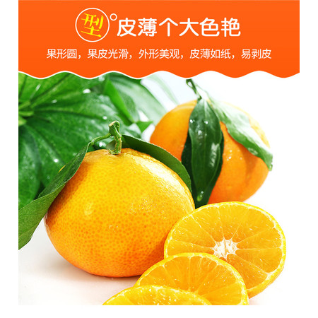 四川都江甜橙子5斤橙子新鲜柑橘蜜桔子甜橙当季水果包邮图片