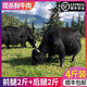 藏邮鲜 川西高原牦牛肉新鲜牛肉4斤装 牦牛肉 前腿2斤+后腿2斤
