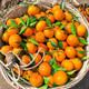 武鸣沃柑新鲜水果当季整箱10斤蜜桔橘子沙糖桔皇帝贡柑砂糖橘