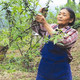 藤椒青花椒新鲜四川特产花椒滕腾椒特级鲜花椒湿鲜生麻椒特麻真空净重700克