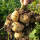 【邮政助农】湖北五峰高山小土豆2.5斤农家肥种植洋芋马铃薯