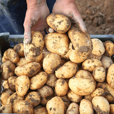 【邮政助农】湖北五峰高山小土豆2.5斤农家肥种植洋芋马铃薯图片