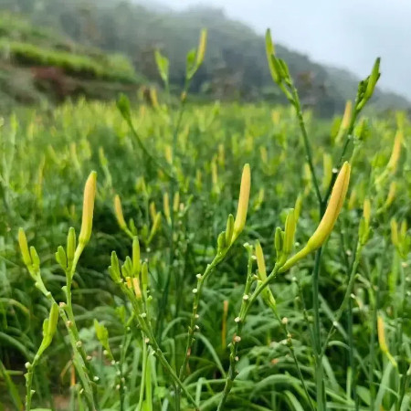 陇佳味 【镇原振兴馆】黄花菜500g图片