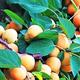 【预售】麦黄杏 2.5斤自然生长成熟 新鲜水果 水果甜杏子