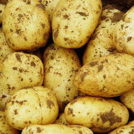 精选土豆马铃薯高山大土豆土豆9斤图片
