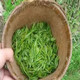 采花 【京山茶叶】新茶春茶288g