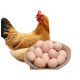【邮政扶贫】佳仆正宗农家土鸡脚环鸡1只（净重2斤以上）+30枚土鸡蛋（礼盒） 冷链配送