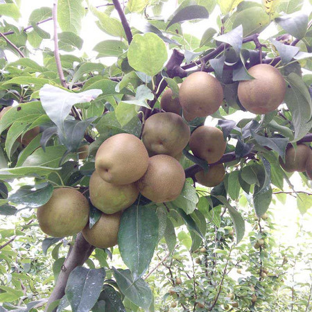 宜城市湖北特產新鮮水果黃花梨砂梨脆梨子5斤裝包郵沙梨雪梨