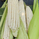 农家自产 928型本地玉米（5斤券后价24.9元）