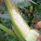农家自产 928型本地玉米（5斤券后价24.9元）
