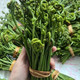 邮惠农 蕨菜2斤