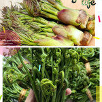 邮惠农 刺嫩芽1斤+蕨菜1斤