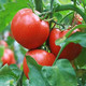 【邮乐  武威馆】 现摘普罗旺斯草莓西红柿番茄圣女果新鲜小水果农家蔬菜 39.9元包邮