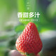 农家自产 【邮乐永靖县】刘家峡草莓 全国包邮