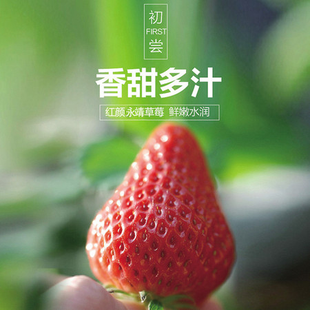 农家自产 【邮乐永靖县】刘家峡草莓 全国包邮图片