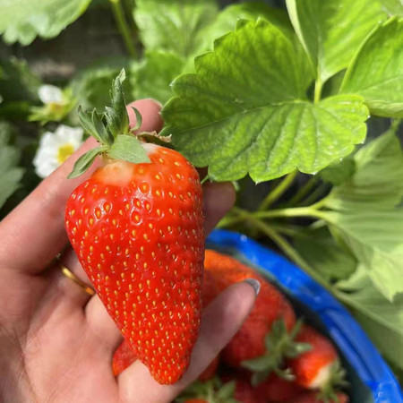 农家自产 刘家峡夏季爱莎草莓图片