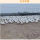 农家自产 安徽宿松乡园散养鹅蛋