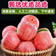 陕西洛川苹果红富士正宗脆甜冰糖苹果水果5/9斤
