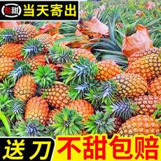 【不甜包赔】徐闻香水小菠萝10斤新鲜水果包邮当季热带凤梨批发