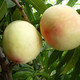 汇尔康 水蜜桃 新沂踢球山 新鲜白桃子5kg 当季特产水果
