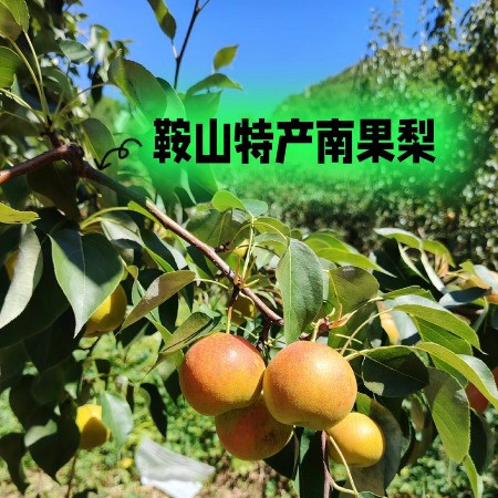 邮政农品 【鞍山馆】海城英不落正宗小果南果梨（直播福利款）图片