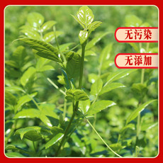 湘味福 【湘西】湘味福湘西永顺莓茶50g叶片茶