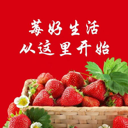 【预售】【阜新馆】 正宗东港久久草莓3斤 将于19年1月5日发货图片