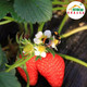 【丹东凤城馆】草莓  丹东茅草屋有机草莓孕妇儿童可食用有机水果新鲜采摘2.5斤