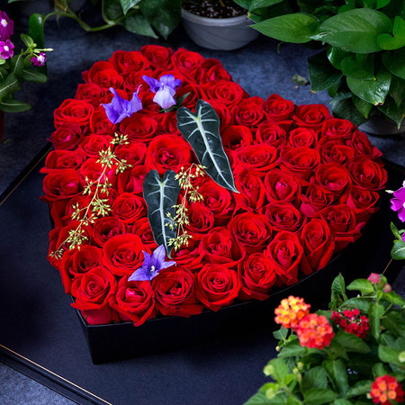 情人节鲜花预售 74 玫瑰花礼盒——66枝卡罗拉玫瑰图片大全