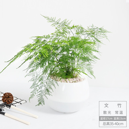 懒人园艺 文竹盆栽四季常青吸除甲醛植物室内植物净化空气绿植办公室内盆栽