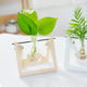 懒人园艺 创意木架水培绿萝玻璃容器办公室内桌面绿植现代摆件小清新装饰品