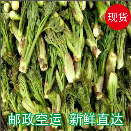 （预售）辉南县刺嫩芽山野菜5月10日统一发货2斤装图片