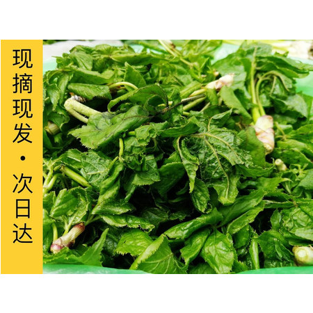 邮政专递 集安特产 刺果棒学名 刺五.加山野菜 东北三省包邮1斤装