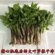 农家自产 山野菜 刺嫩芽1kg+大叶芹1kg （直播链接）