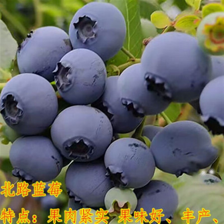 农家自产 长白山蓝莓混等（北路蓝莓）图片