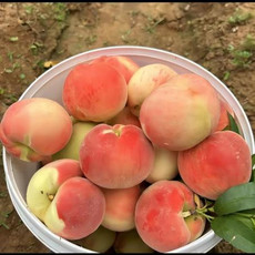 农家自产 肥城正宗水蜜桃 4.5-5斤六个装精品大果