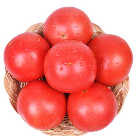 农家自产 【泰安新泰】山东普罗旺斯西红柿