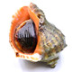 【威海馆】威海鲜活深海小海螺 每斤10个左右 肉肥鲜美 500g（部分省份包邮）