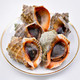 【威海馆】威海鲜活深海小海螺 每斤10个左右 肉肥鲜美 500g（部分省份包邮）